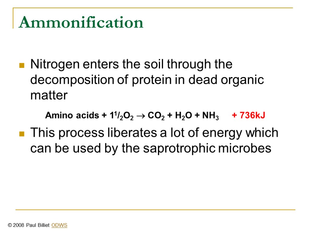 Ammonification Nitrogen enters the soil through the decomposition of protein in dead organic matter